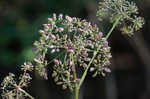 Stiff cowbane